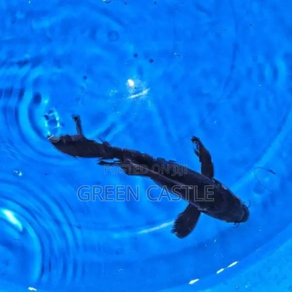 Veil-Tail Koi Fish