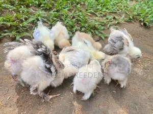 Brahma Chicks