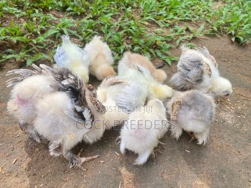 Brahma Chicks