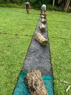 Malaysian Grass
