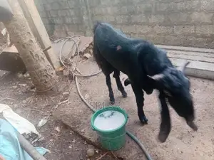 Goats
