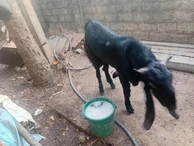 Goats