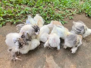 Brahma Chicks