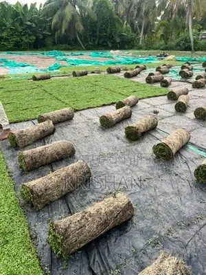 Malaysian Grass