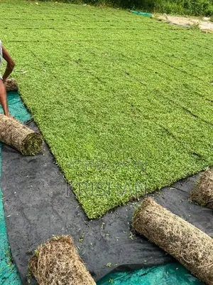 Malaysian Grass