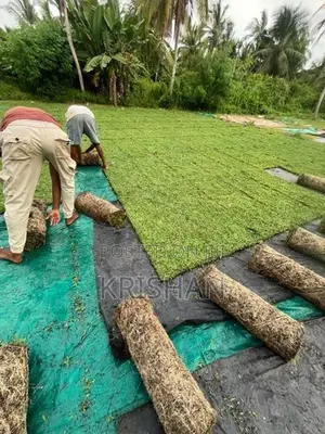 Malaysian Grass