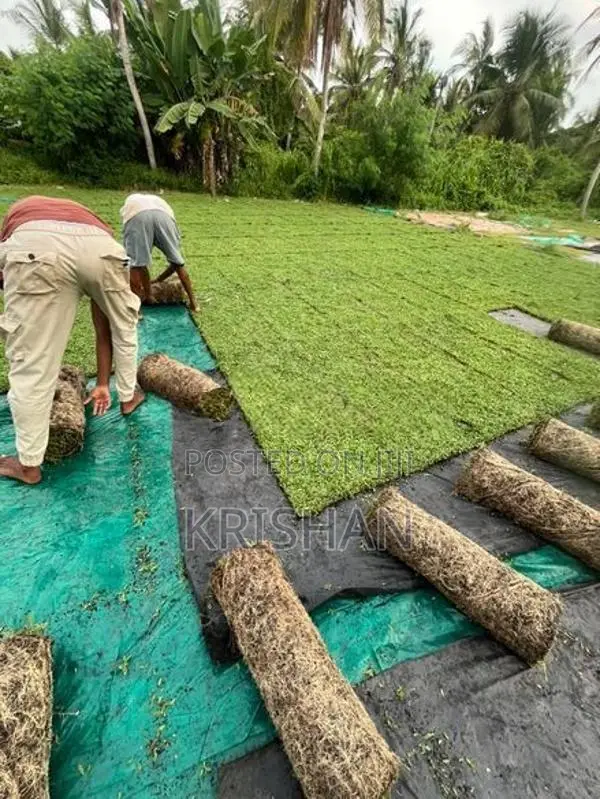 Malaysian Grass