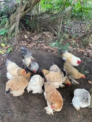 Brahma Chicks