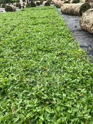 Malaysian Grass