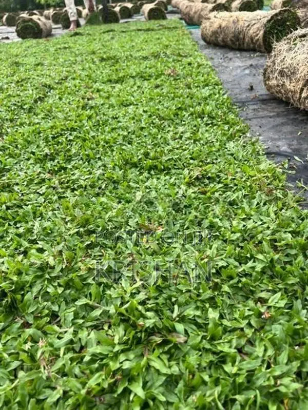 Malaysian Grass