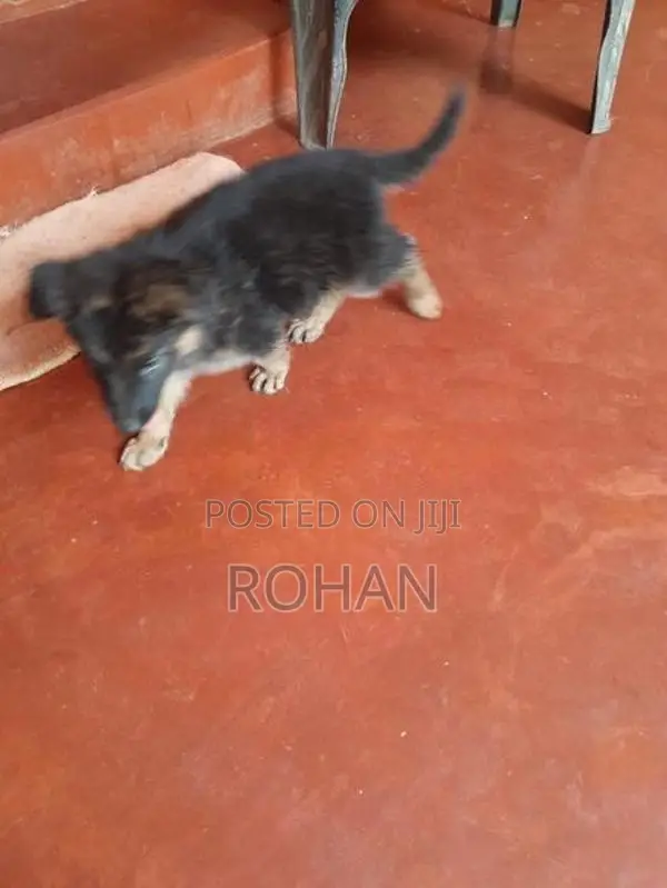 German Shepherd Long Cord