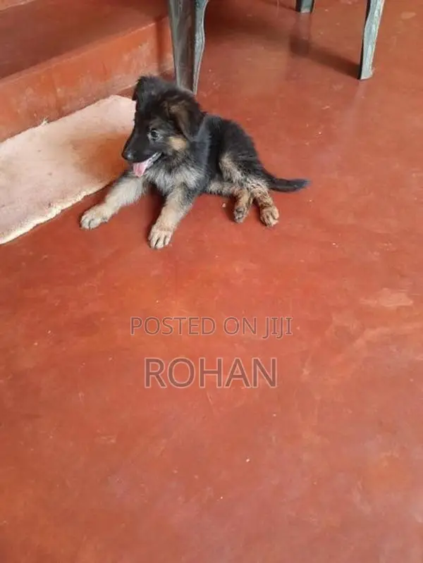 German Shepherd Long Cord