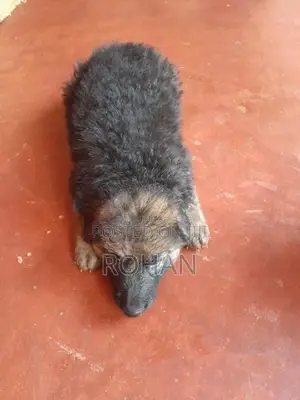 German Shepherd Long Cord