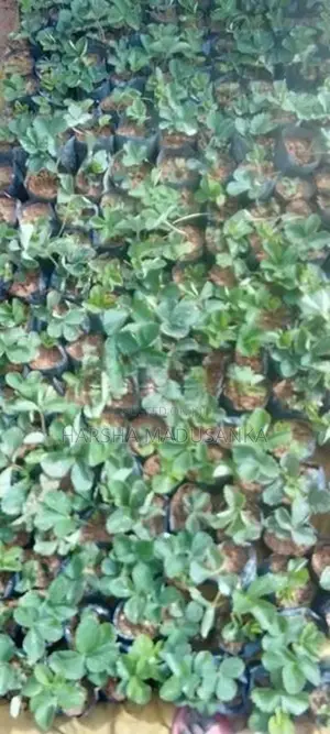 Strawberry Pala