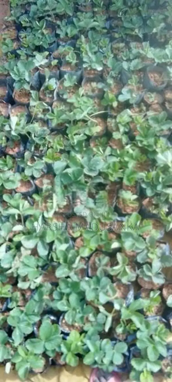 Strawberry Pala