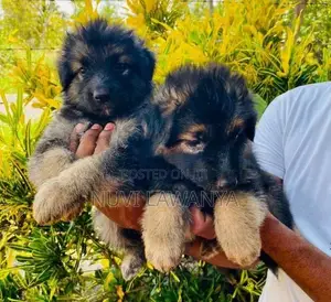 German Shepherd Puppy