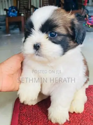 Shih Tzu Puppies