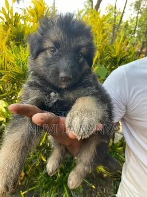 German Shepherd Puppy