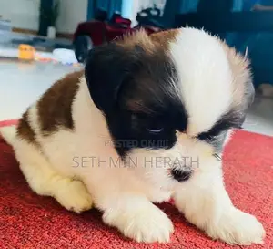 Shih Tzu Puppies