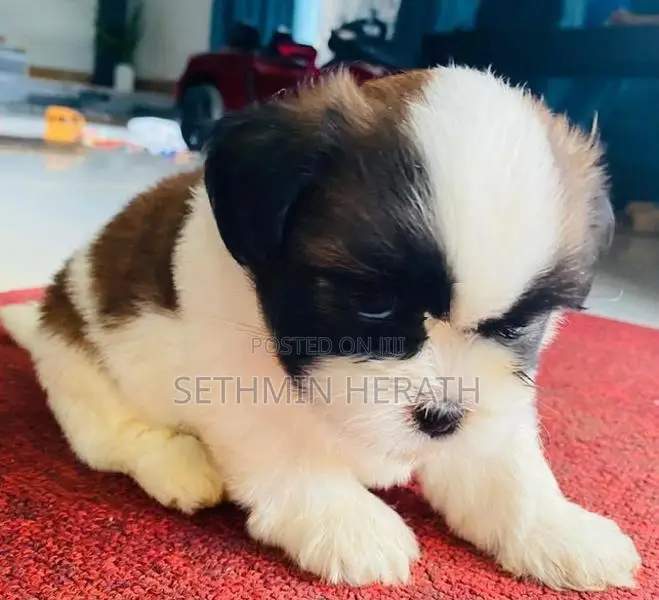 Shih Tzu Puppies