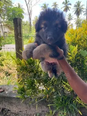 German Shepherd Puppy