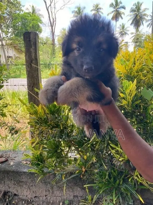 German Shepherd Puppy