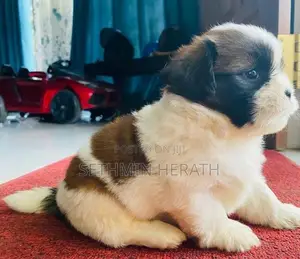Shih Tzu Puppies