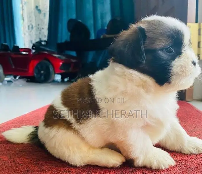 Shih Tzu Puppies