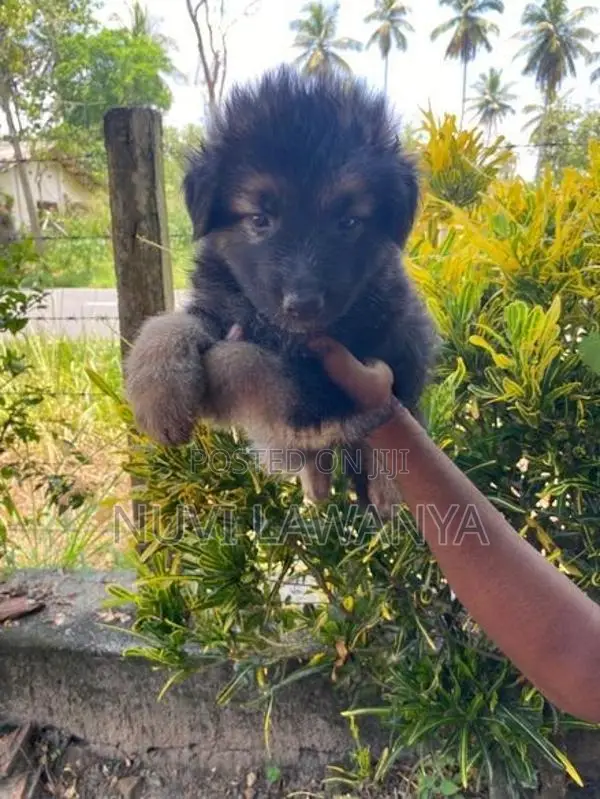German Shepherd Puppy