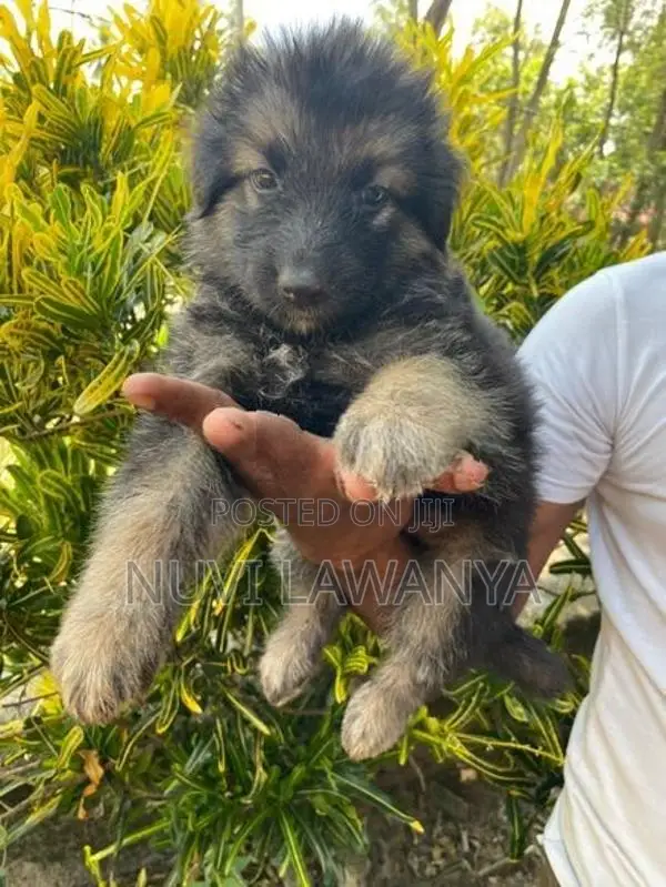German Shepherd Puppy