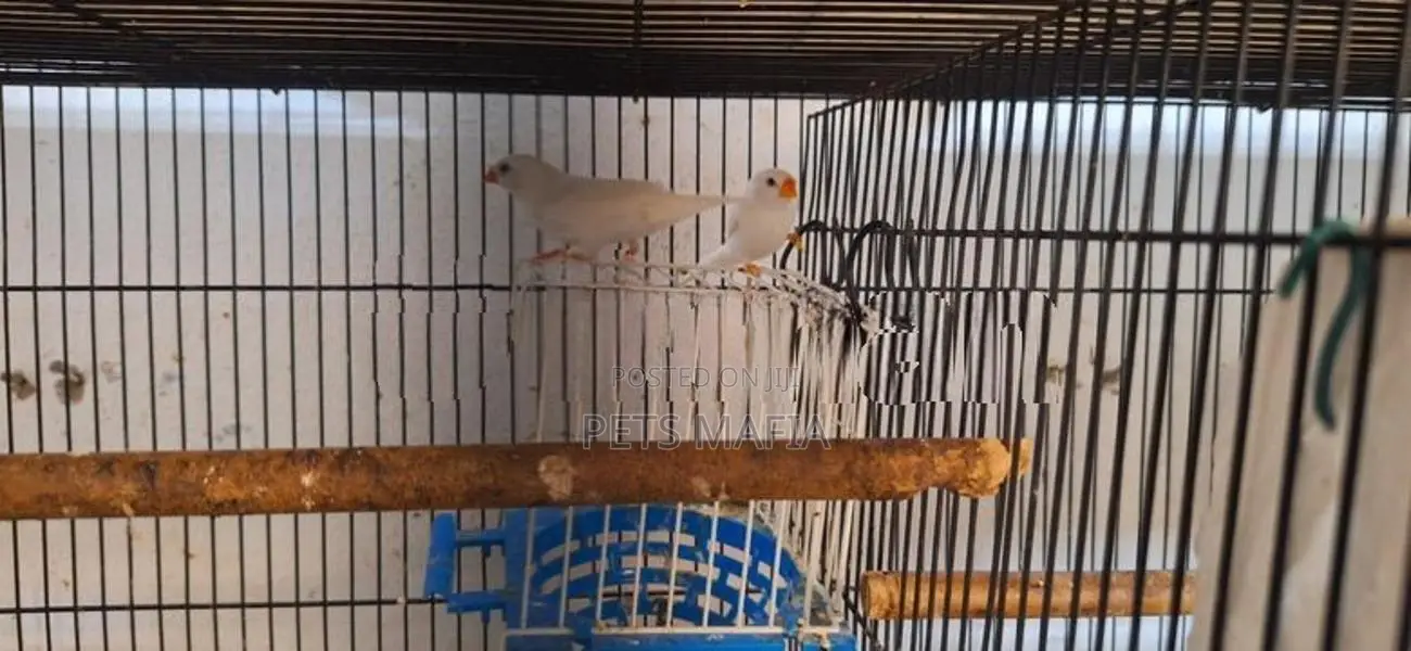 Rainbow lovebirds