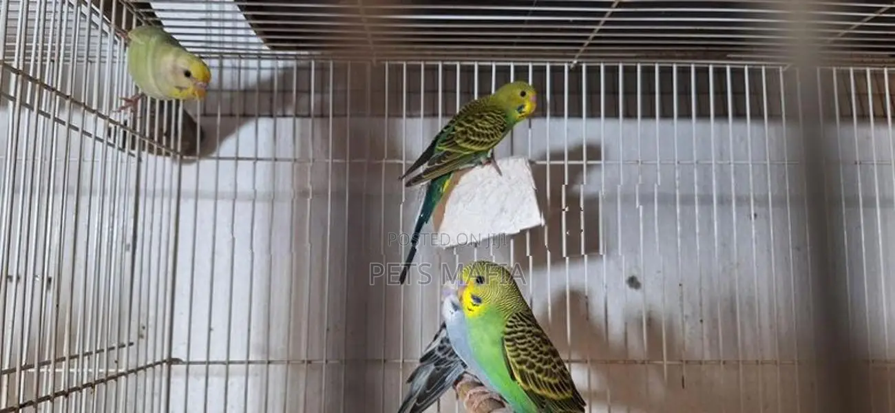 Rainbow lovebirds