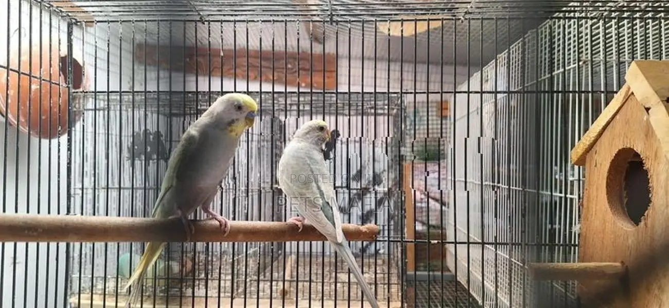 Rainbow lovebirds