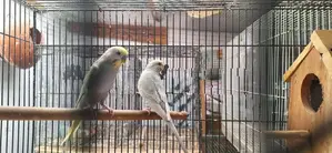Rainbow lovebirds