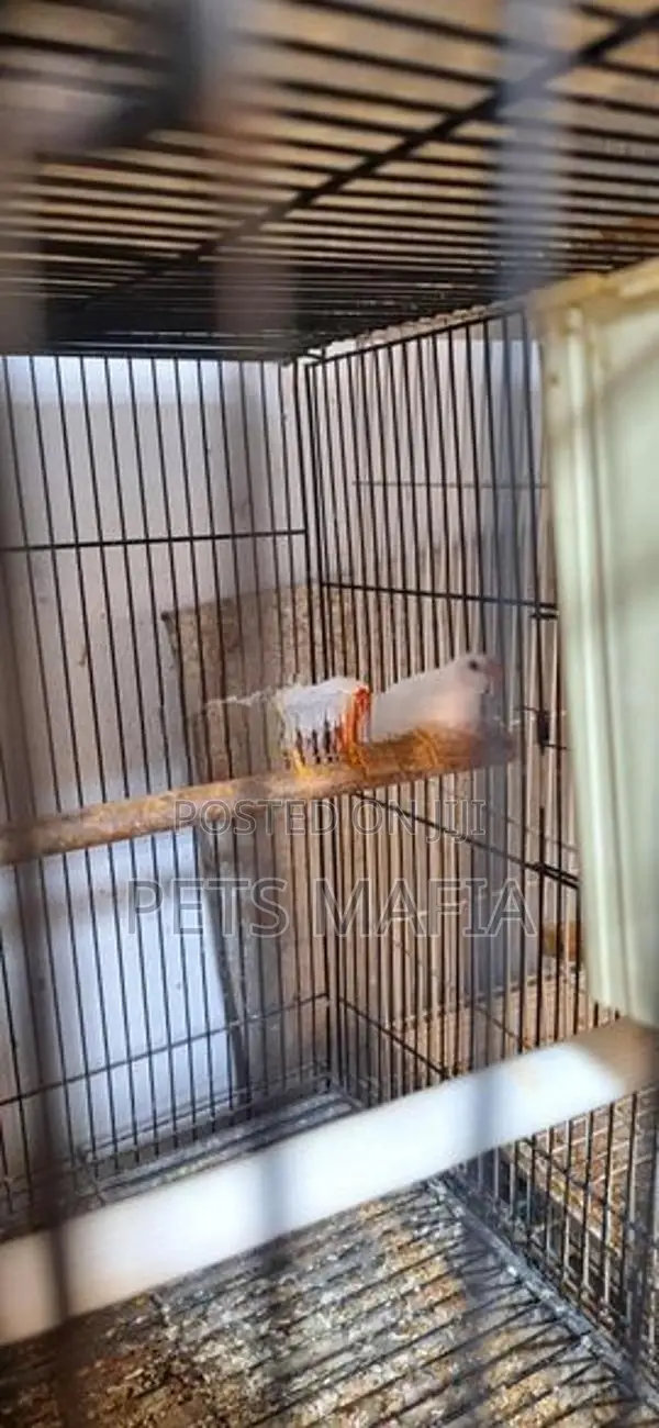 Rainbow lovebirds