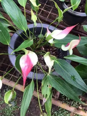 ඇන්තූරියම් පැළ