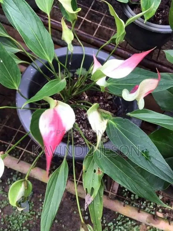 ඇන්තූරියම් පැළ
