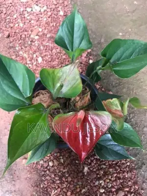 ඇන්තූරියම් පැළ