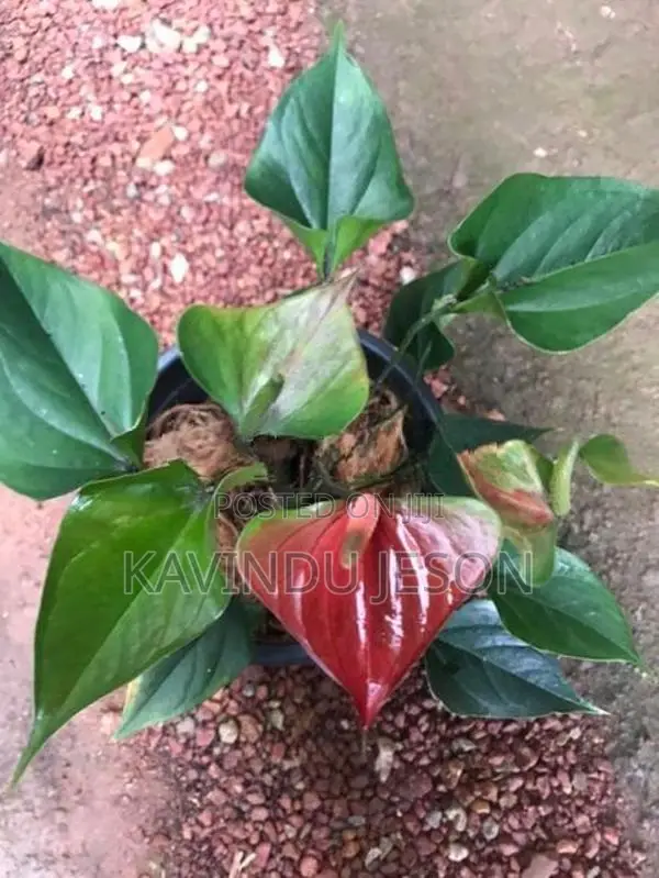 ඇන්තූරියම් පැළ