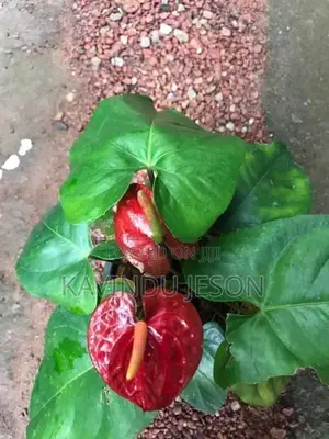 ඇන්තූරියම් පැළ