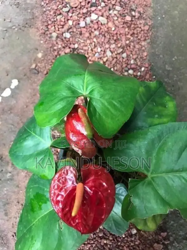 ඇන්තූරියම් පැළ