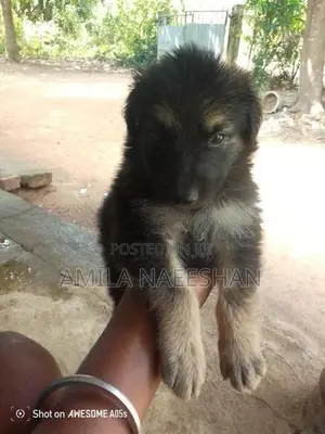 ලයන් සපට්