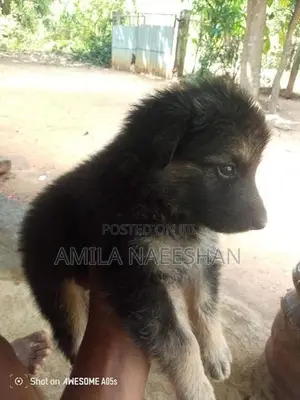 ලයන් සපට්