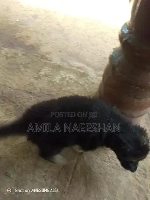 ලයන් සපට්