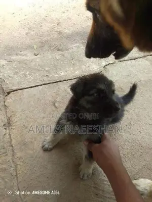 ලයන් සපට්