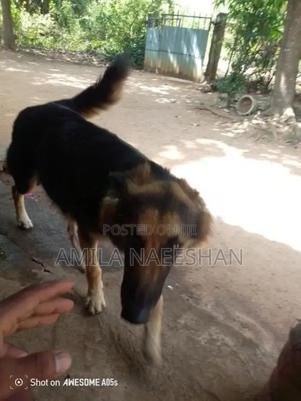 ලයන් සපට්