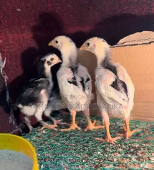 Country Chicken