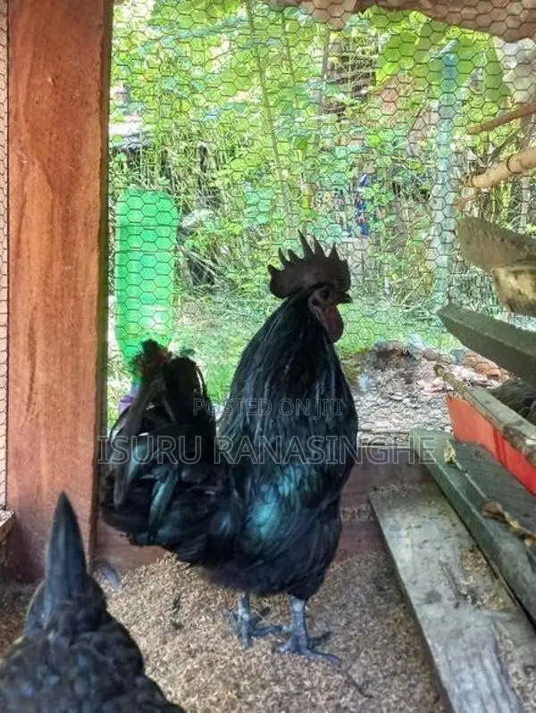 Farm Hen
