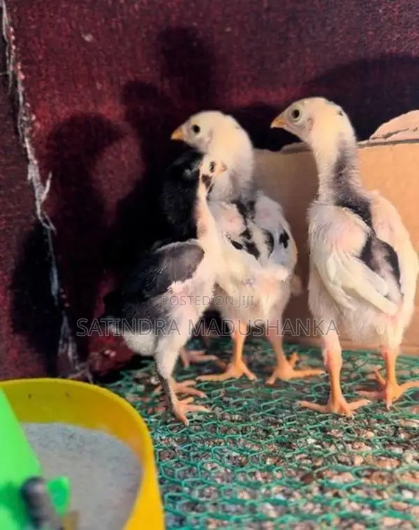 Country Chicken