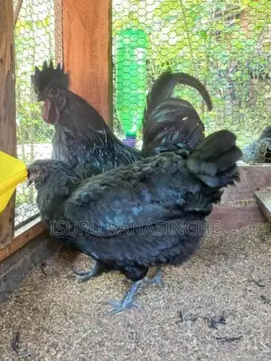 Farm Hen